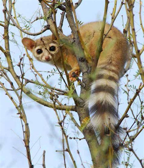 Enter the length or pattern for better results. . Ring tailed cat crossword